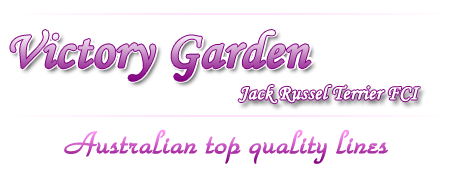 Victory Garden FCI - Jack Russel Terrier breed